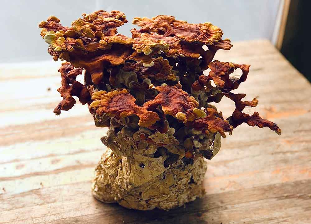 Reishi Bio – Extrait Liquide