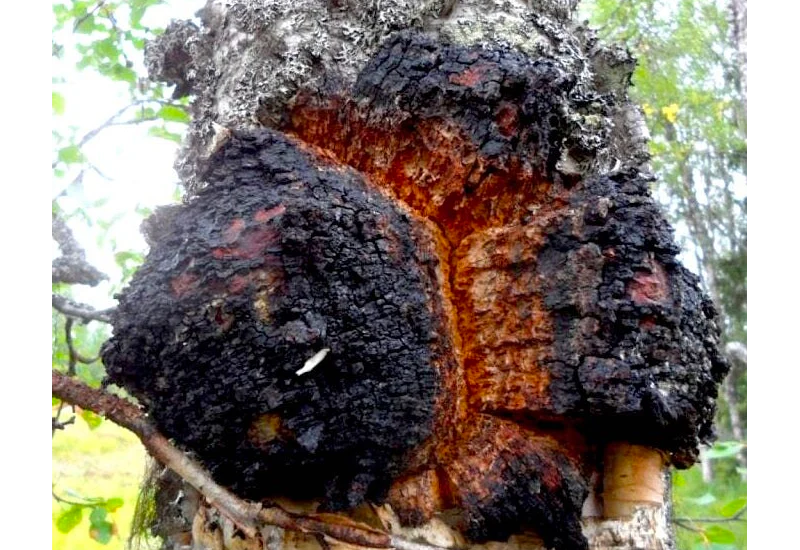Chaga Bio – Extrait Liquide