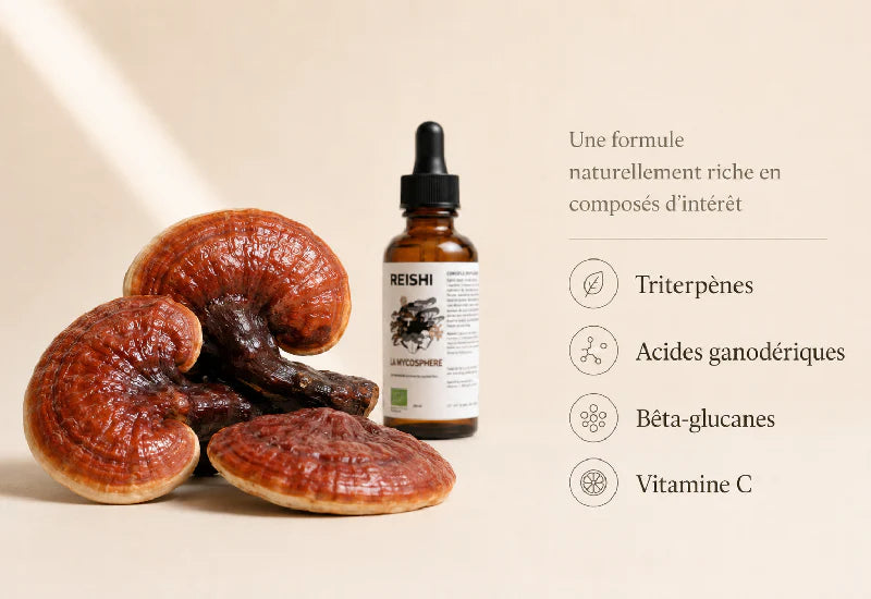 Reishi Bio – Extrait Liquide